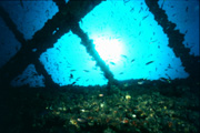 "Scuba Diving at King Cruiser Wreck"