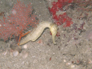 Fantasea Reef