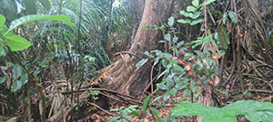 Flora & Fauna Mergui Archipelago