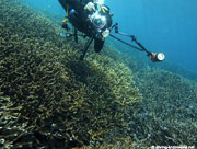 Cape Kri