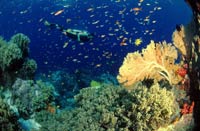 Scuba Diving