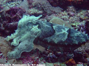 Scuba diving at Batu Saloka