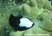 Scuba diving at Loh Namu