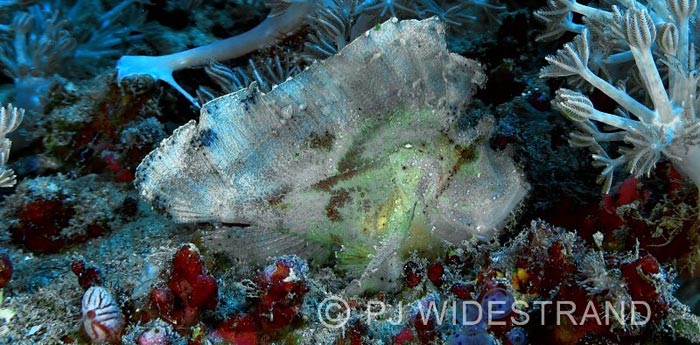 Indonesia Scuba Diving Komodo Island