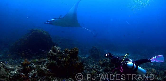 Scuba Diving Komodo Island Indonesia