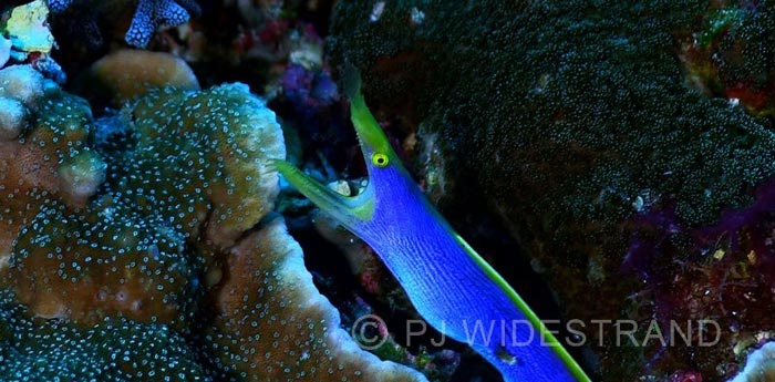 liveaboard Scuba Diving Komodo Island Indonesia