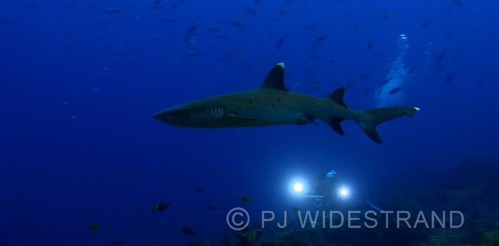 Scuba Diving liveaboard Komodo Island Indonesia