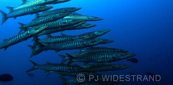 Raya Ampat Scuba Diving Indonesia