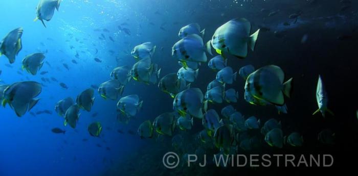 Raya Ampat - Scuba Diving liveaboard - Indonesia