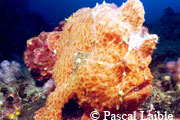 Gurnard Point at Kapalai Island in Malaysia