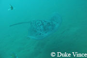 Blackray Channel at Kapalai Island in Malaysia