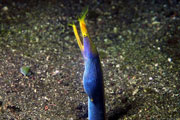 Dive Site Eel Garden