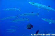Dive site Barracuda Point - North Point
