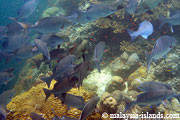 Dive site Lobster Lair