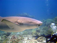 be one with the underwater fauna at the Mergui Archipelago in Myanmar