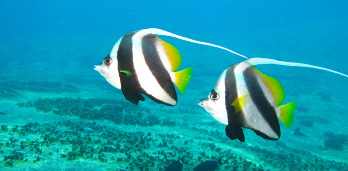 Scuba Diving Daytrip to Koh Doc Mai, King Cruiser or Shark Point- Scuba Divings phuket , thailand