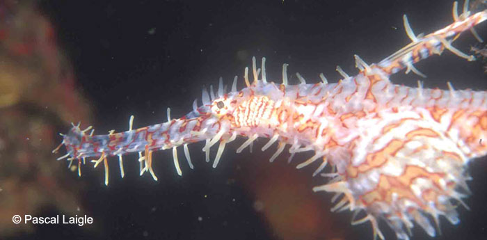 Scuba diving Phi Phi Island